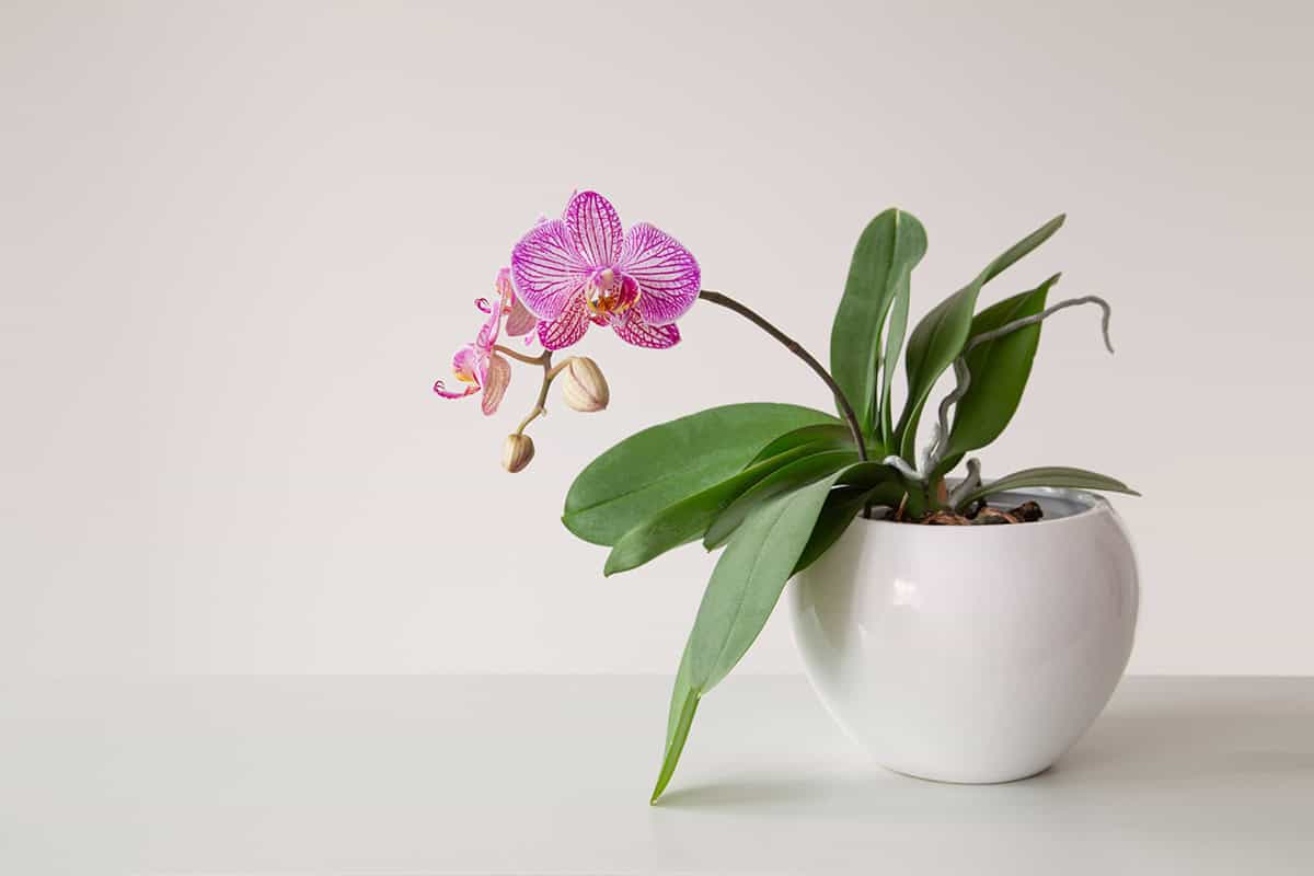 „Keď si kupujete orchideu, nikto vám nepovie, že je potrebné odstrániť opory.“