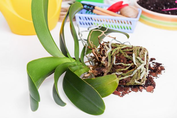 Teraz je najvhodnejší čas na presádzanie orchidey: tu je niekoľko tipov, ktoré jej pomôžu opäť rozkvitnúť!
