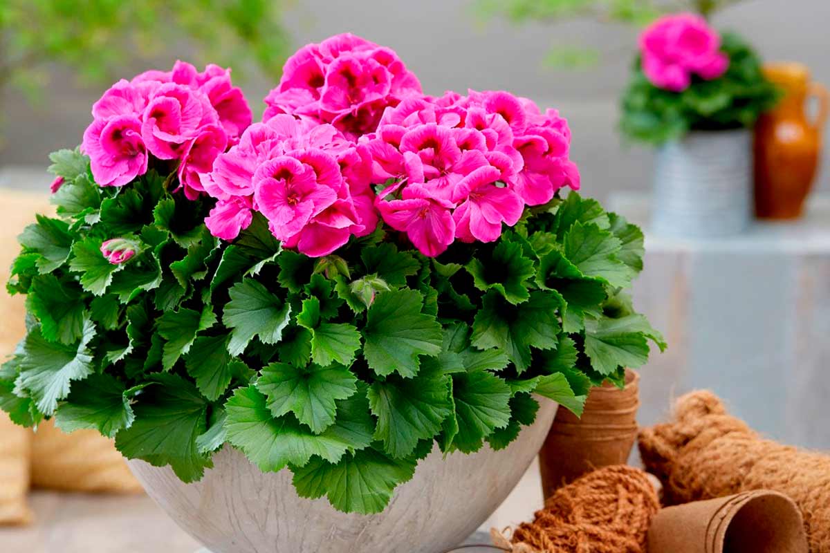 Ako prezimovať pelargónie, aby nás potešili v lete? Hlavné chyby