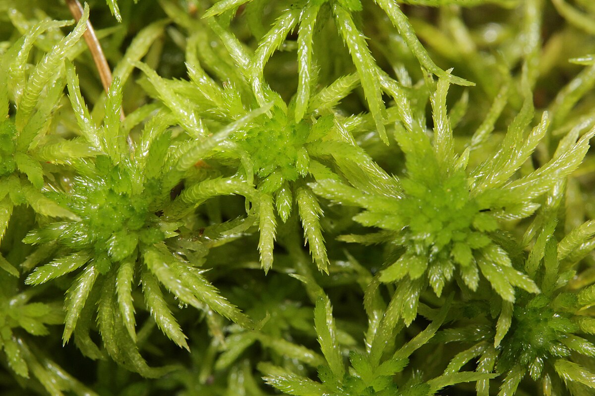 Sphagnum: čo to je, na čo slúži a ako predĺžiť jeho životnosť