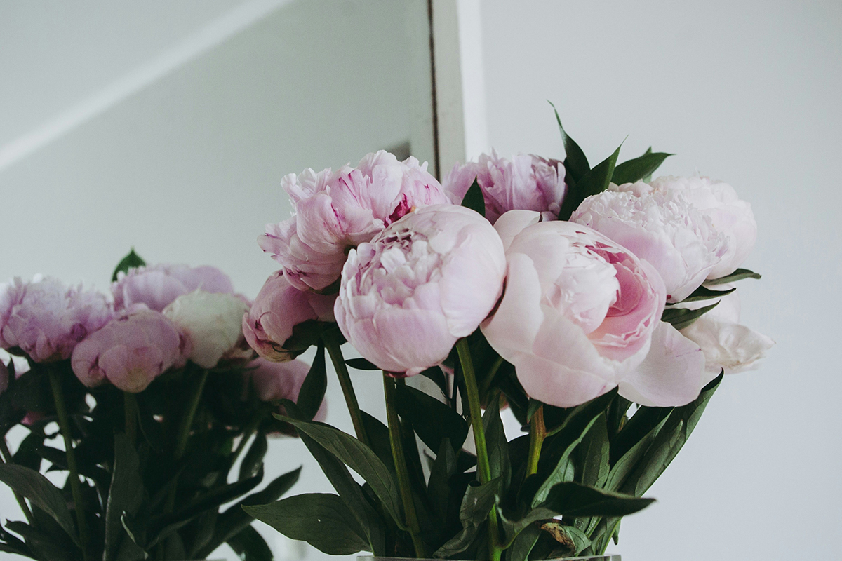 Ak máte mačky, vyhýbajte sa tejto rastline: prečo môže byť nebezpečná