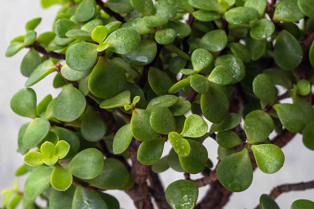 Portulacaria afra v domácnosti: všetko, čo potrebujete, aby ste ju videli kvitnúť
