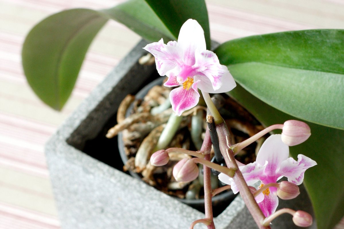 Tu sa orchidey cítia najlepšie v zime: budú zdravšie