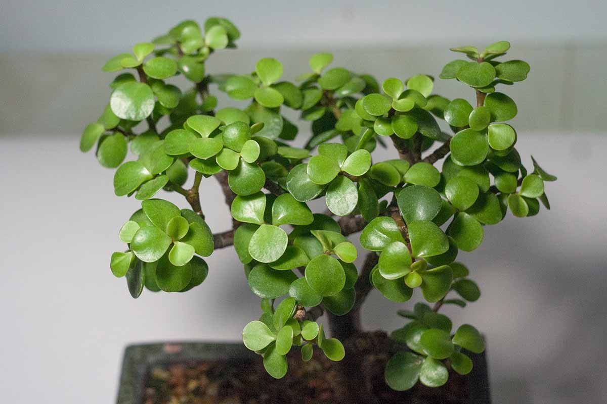 Portulacaria afra v domácnosti: všetko, čo potrebujete, aby ste ju videli kvitnúť
