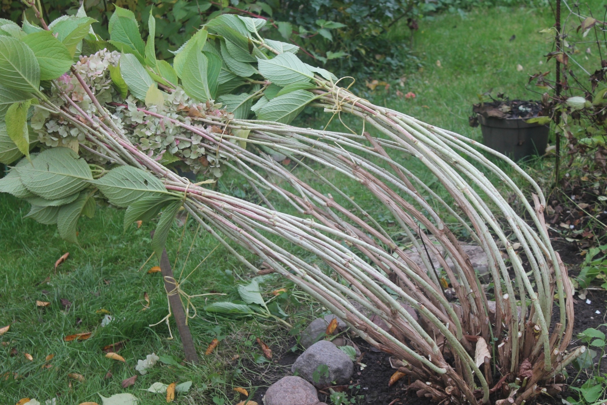 Polovica novembra je ideálny termín. Urobte to, inak hortenzie nekvitnú