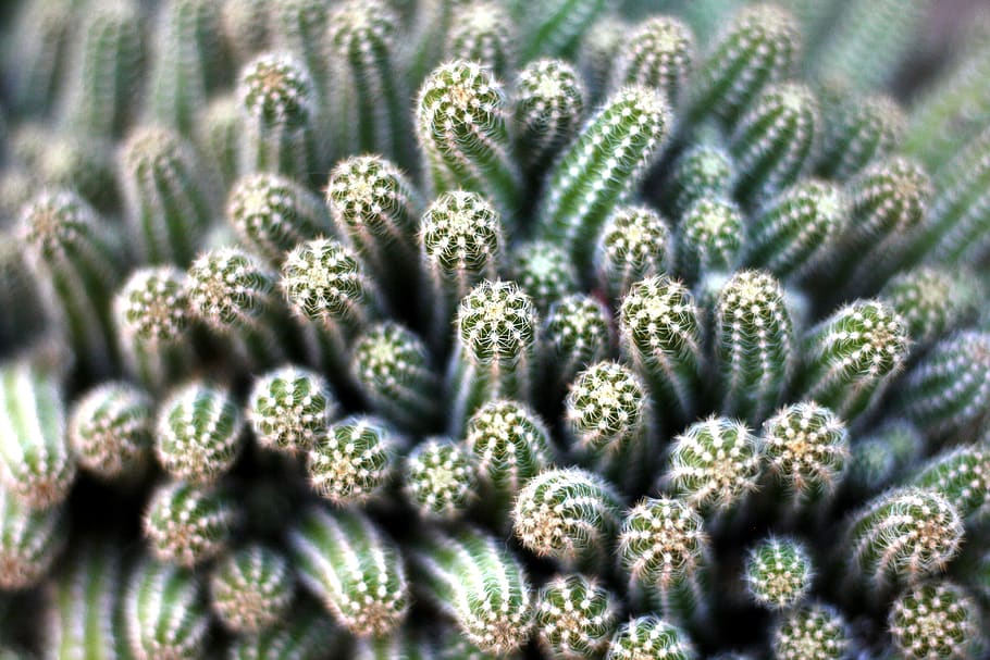 Ľahká starostlivosť: 5 malých rastlín, ktoré takmer nevyžadujú polievanie a skrášlia váš domov