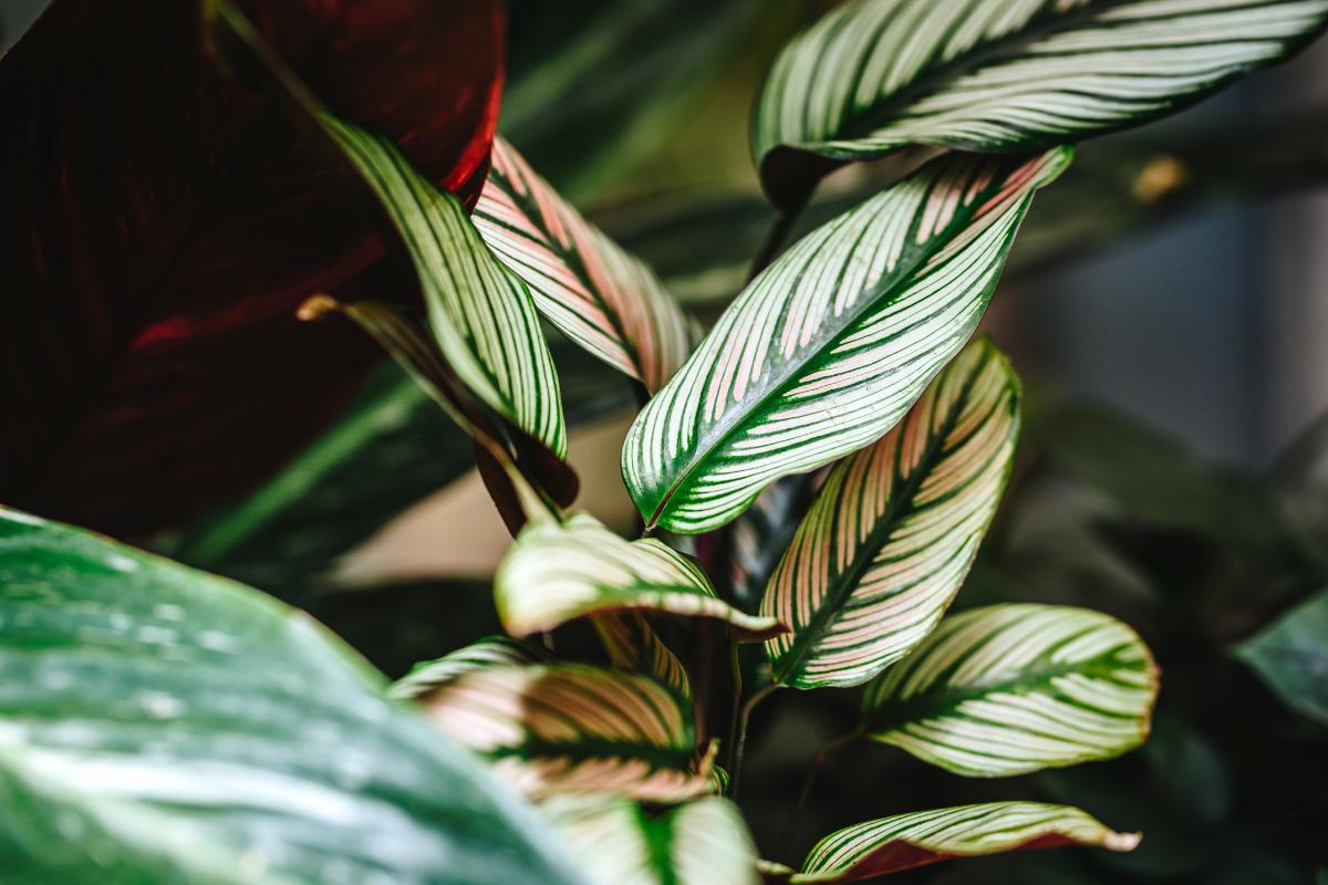 Vďaka týmto inteligentným rastlinám sa môžete rozlúčiť s vlhkým vzduchom v dome počas celej zimy (a nikto nemyslí na č. 3)