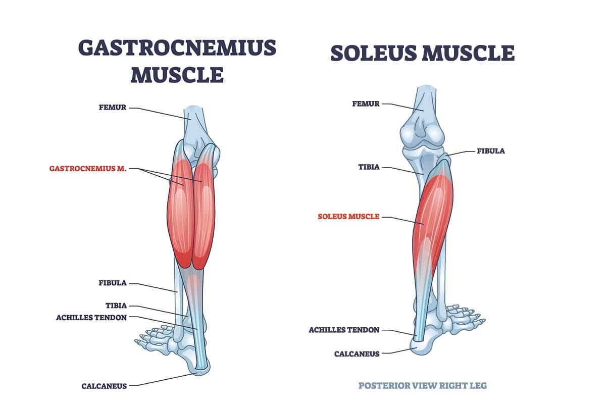 Zabudnutý sval, ktorý spaľuje glukózu a tuk pomocou jednoduchého cvičenia, aj keď sedíme