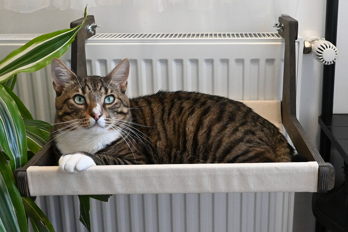 Zaveste to na radiátor a vaša mačka vás bude milovať