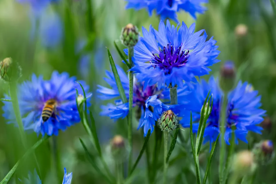 Zasejte raz v októbri a vaša záhrada vás bude tešiť celé roky. Na jar táto rastlina vytvorí modrý kvetinový koberec