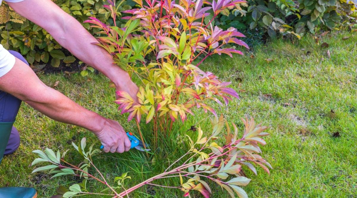 Ako sa starať o pivonky na jeseň: 4 úlohy, ktoré je potrebné splniť pred zimou