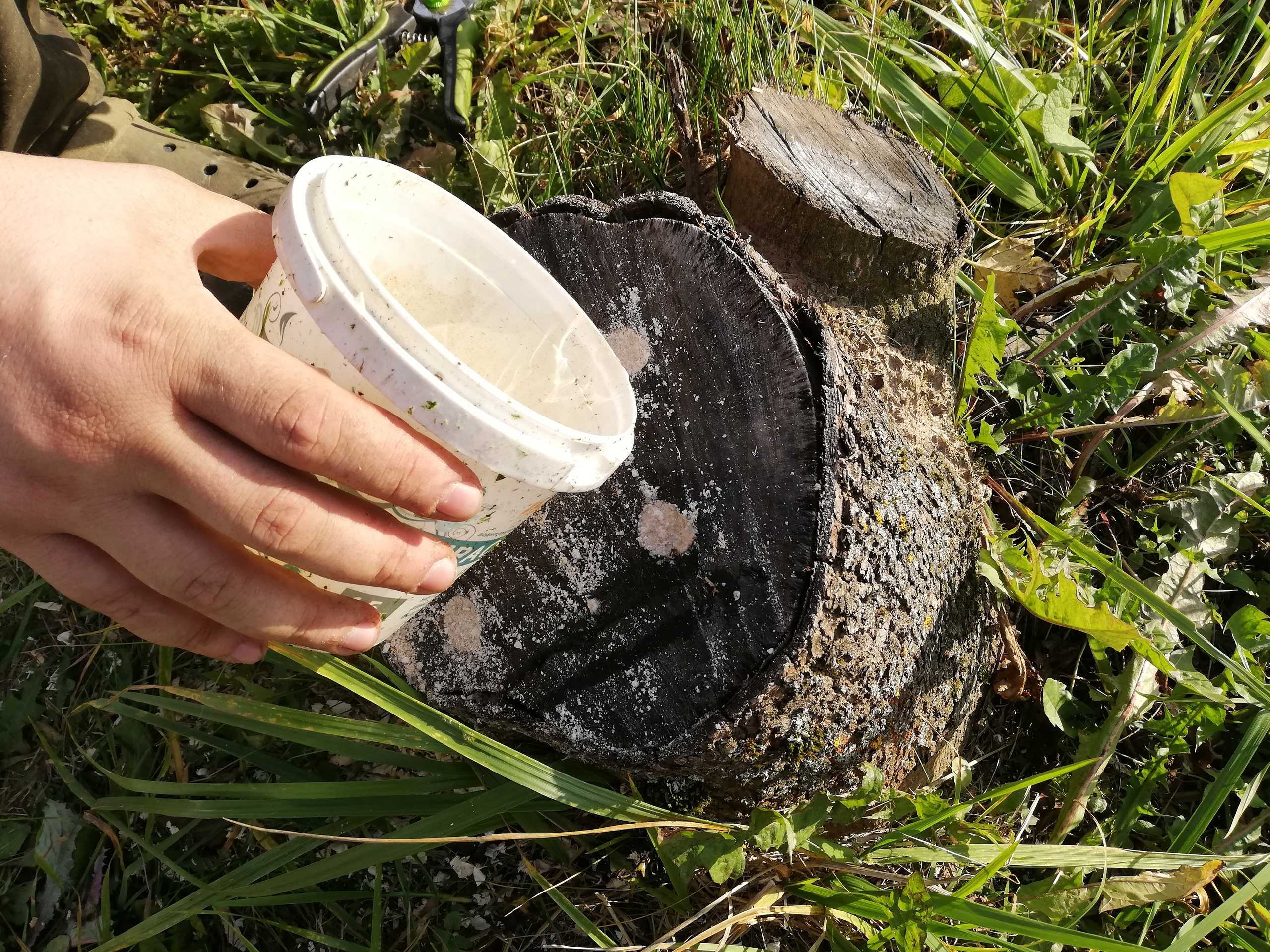 Inteligentný spôsob odstránenia pňa. Bez námahy, bagrov a dodatočných nákladov