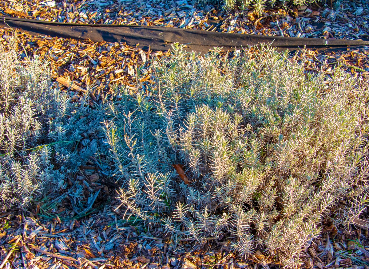 Je to najlepší spôsob, ako prezimovať levanduľu. Chráni ju pred mrazom a navyše posilňuje rastlinu.