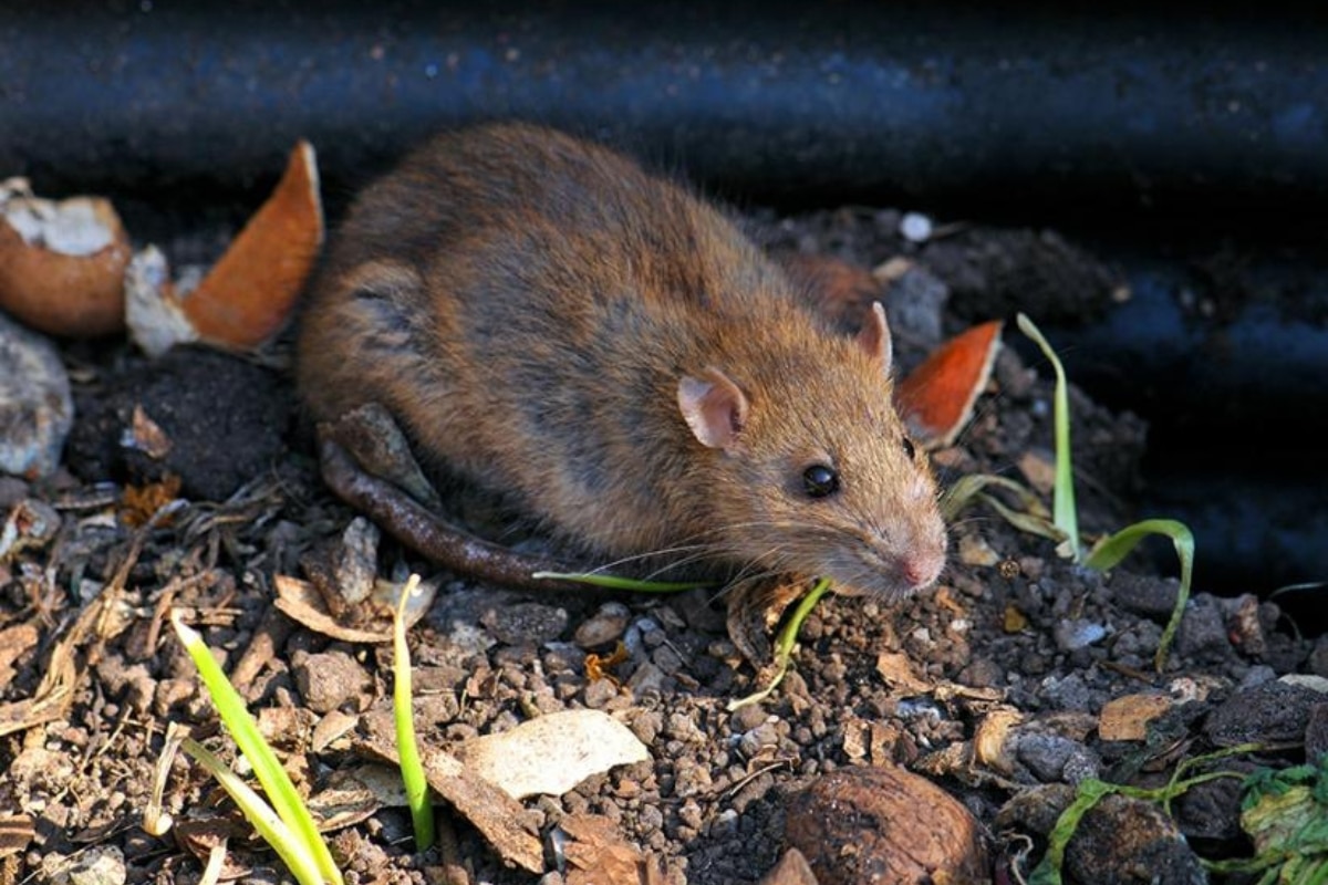 Rozložte ich na viacerých miestach v záhrade. Potkany prestanú hľadať úkryty