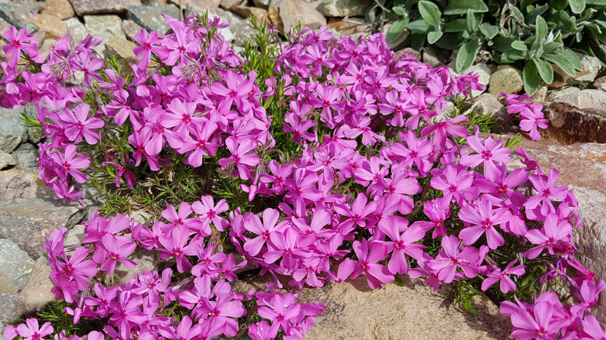 7 kvitnúcich trvaliek, ktoré stojí za to vysadiť na jeseň, aby ste si na jar mohli vychutnať ich krásne kvitnutie