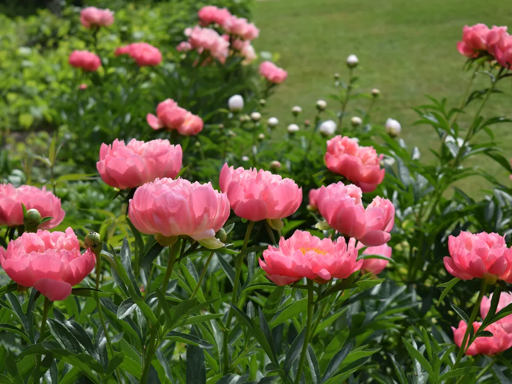 8 kvetín, ktoré môžete vysadiť v novembri, aby ste si v zime a na jar mohli vychutnať ich žiarivé farby