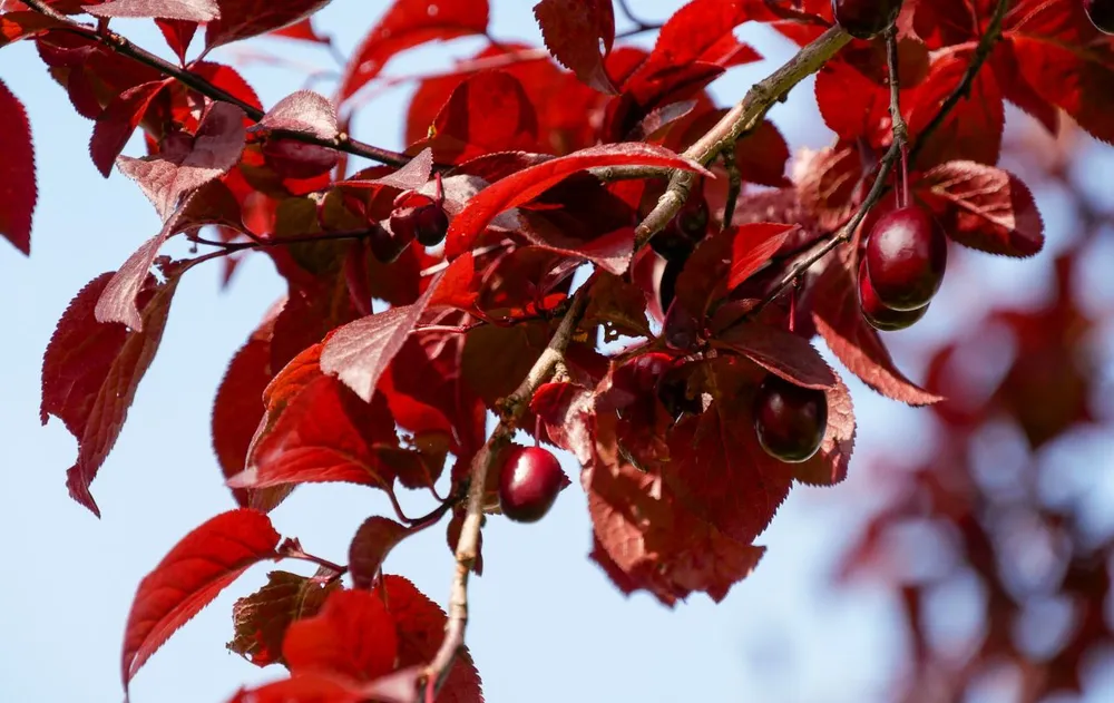 Strom, ktorý svojimi koreňmi nezvyšuje pôdu: v lete prináša ovocie a je odolný voči suchu