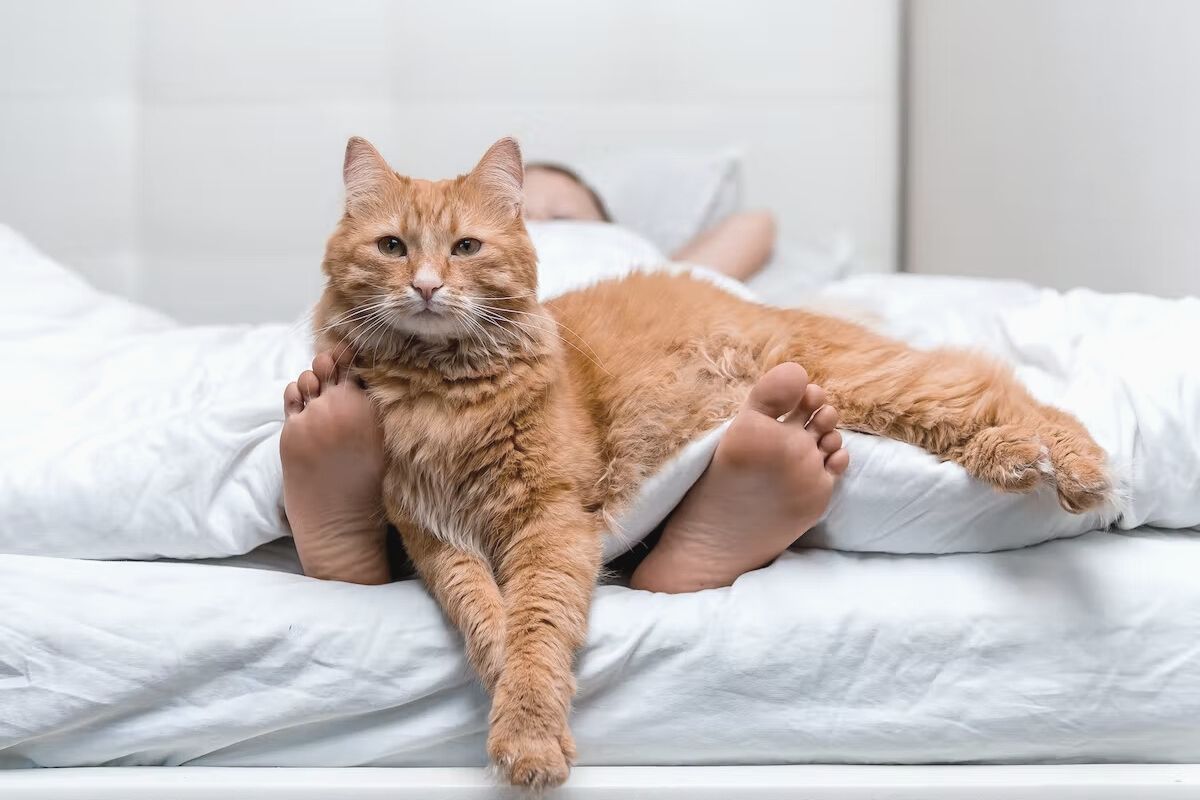 Čo to znamená, ak moja mačka začne chodiť a mňaukať skoro ráno, čo predtým nerobila, podľa veterinárov