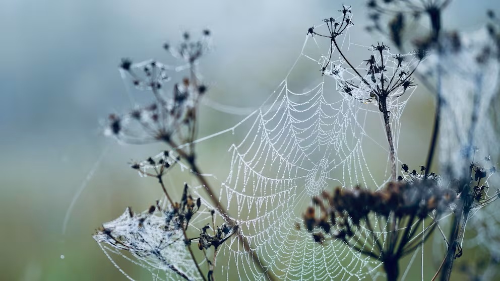 4 veci, ktoré nemožno v zime odstraňovať zo záhrady