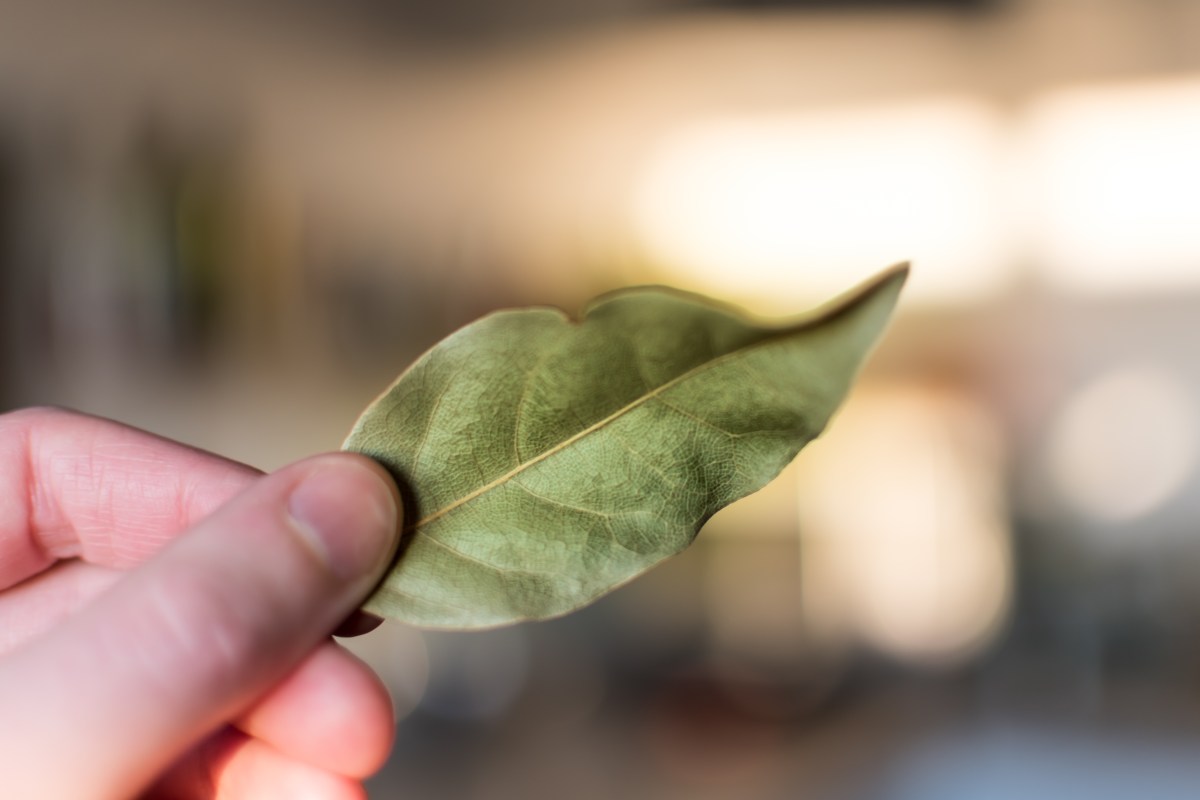 Pridajte 4 bobkové listy do vriacej vody a váš život sa zmení. Tak to robia aj lekári. Tento trik funguje na jeseň a v zime.