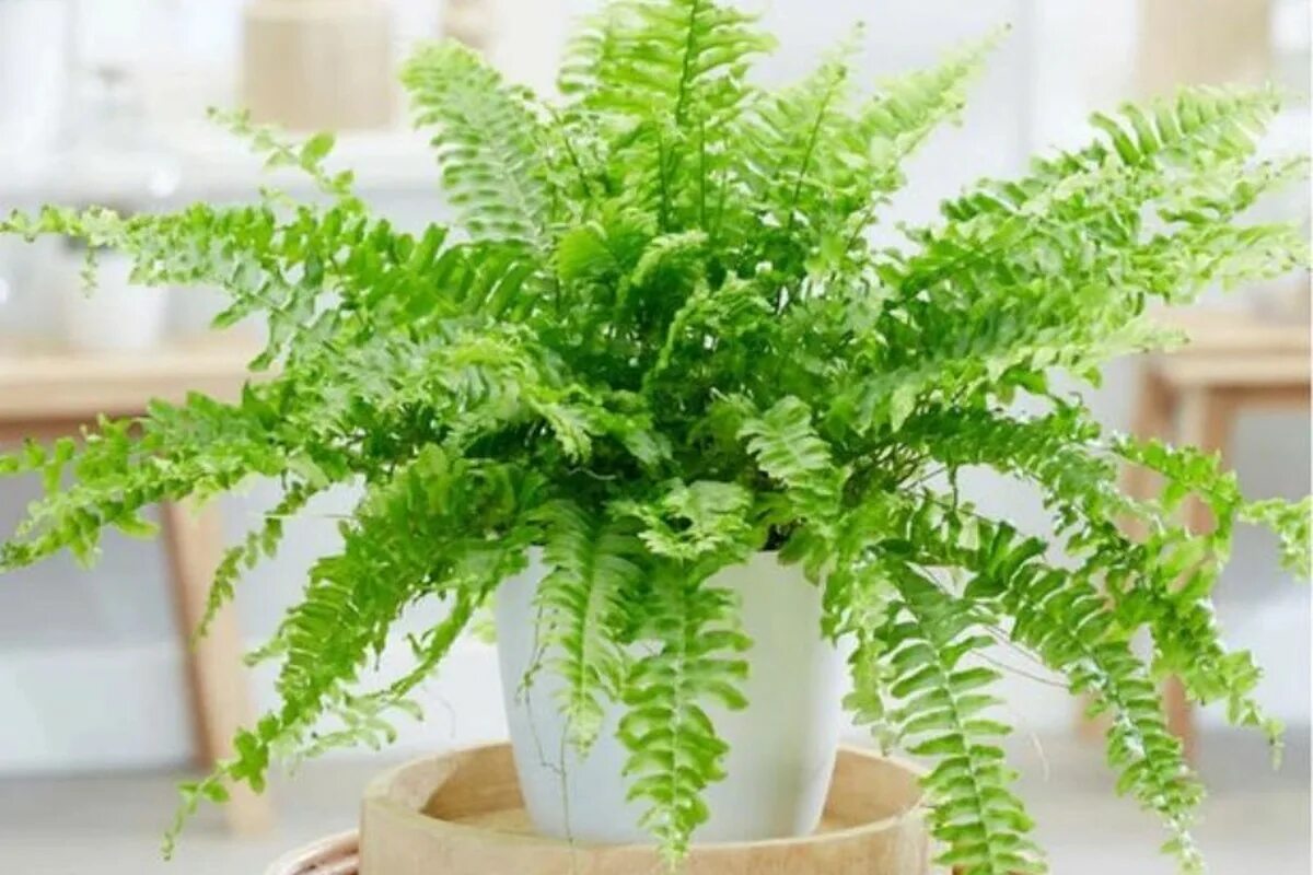 Vďaka týmto inteligentným rastlinám sa môžete rozlúčiť s vlhkým vzduchom v dome počas celej zimy (a nikto nemyslí na č. 3)