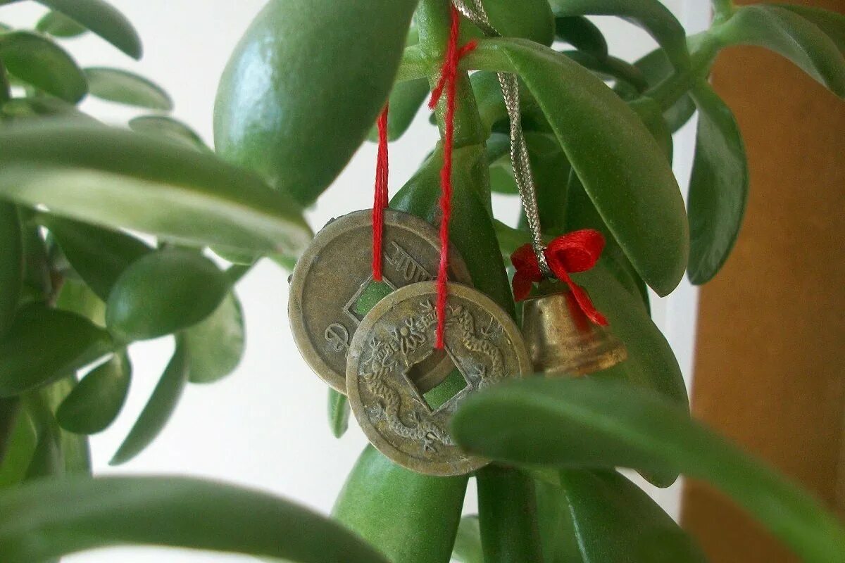 Prečo je potrebné zavesiť červenú stuhu na nefritové drevo a prečo sa to odporúča robiť