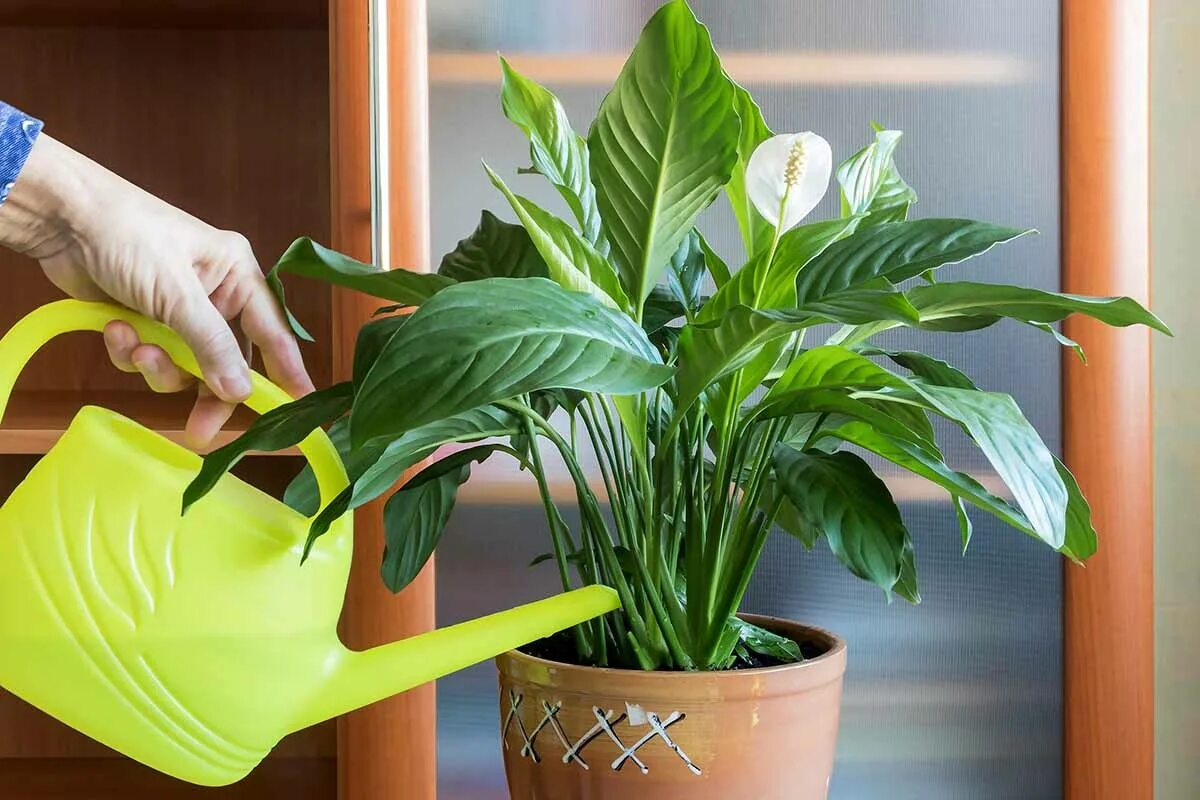 Pridajte 1 polievkovú lyžicu na liter vody. Spathiphyllum bude produkovať list za listom, púčik za púčikom