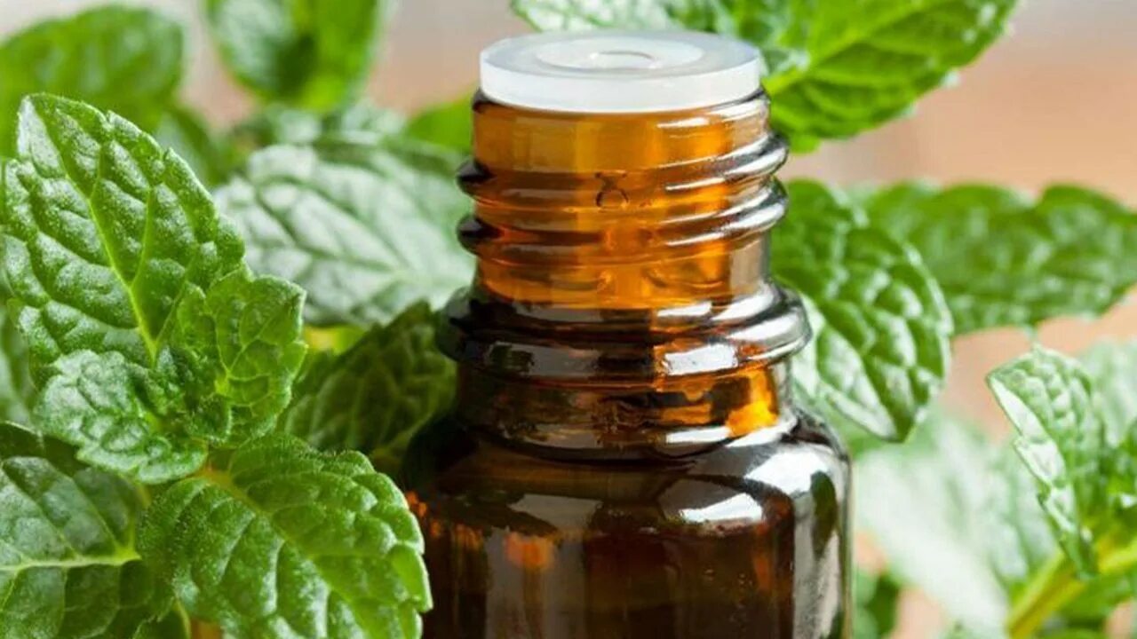 Navždy zabudnú cestu: čo dať do pivnice na ochranu pred myšami a potkanmi – najlepšia ochrana