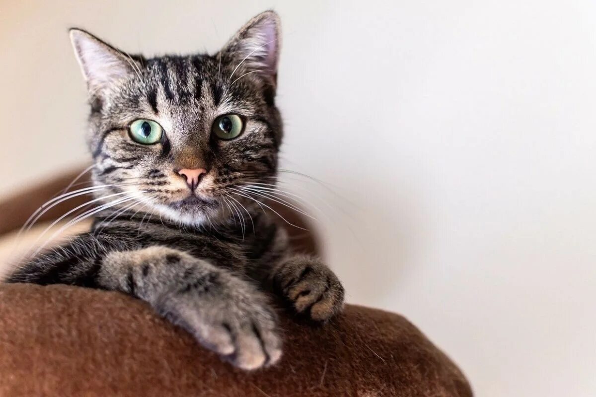 Štúdia vyzýva k prehodnoteniu prístupu k starostlivosti o domáce mačky