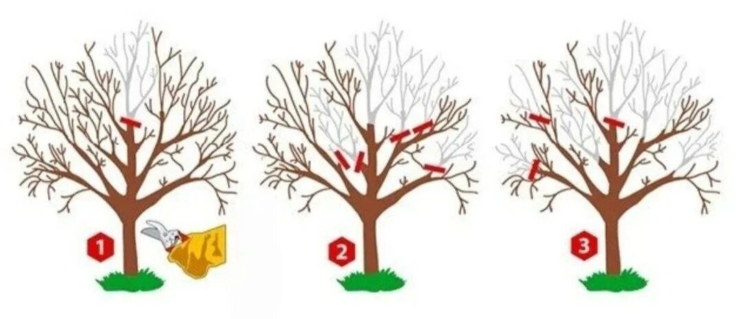 Prečo prerezávanie jabloní zvyšuje úrodu: ako správne rozložiť energiu stromu
