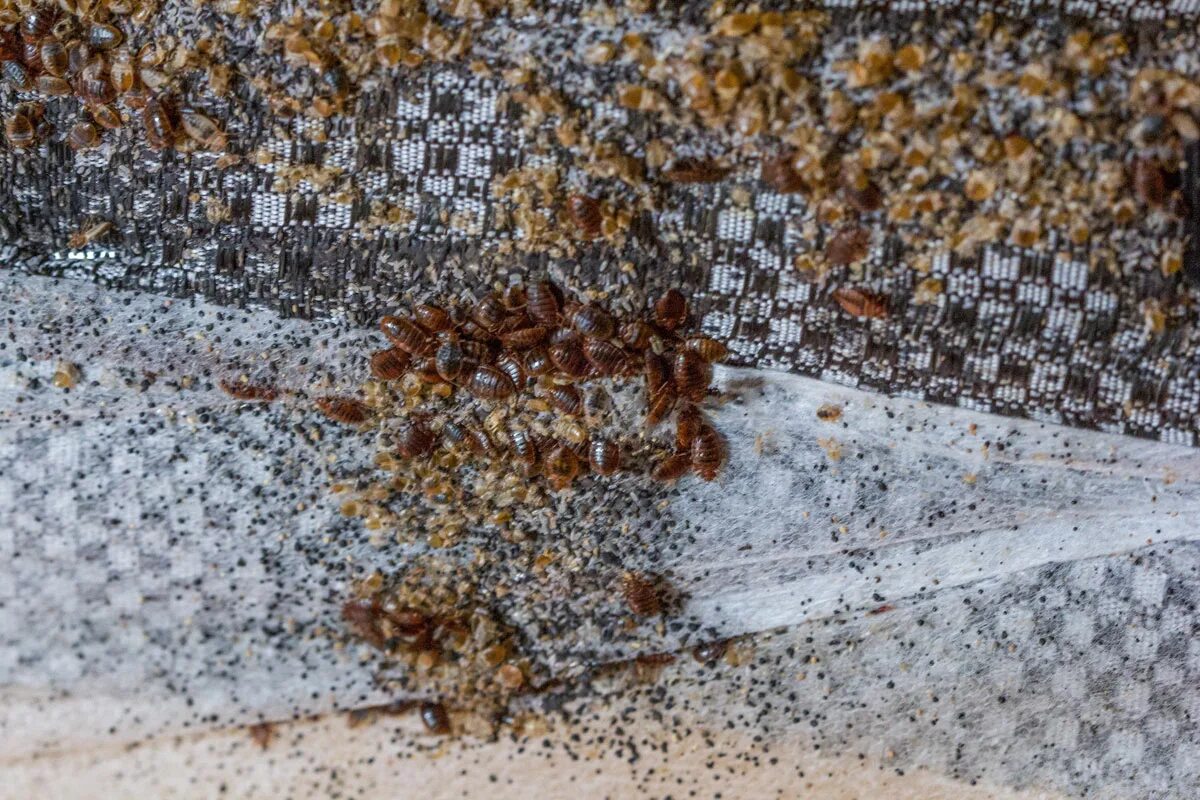 Posteľné ploštice sa môžu objaviť z bytu susedov. Tento domáci prostriedok minimalizuje riziko