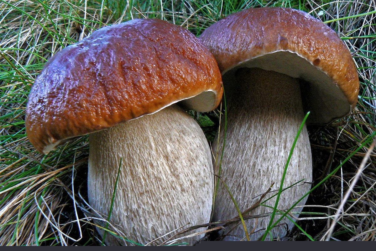 Huby: aký je rozdiel medzi bielou hubou a borovicou?