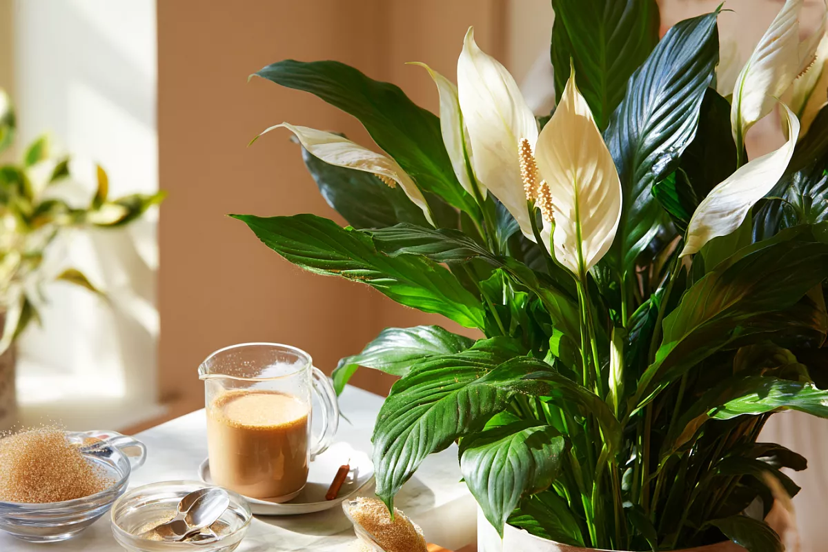 Pridajte 1 polievkovú lyžicu na liter vody. Spathiphyllum bude produkovať list za listom, púčik za púčikom