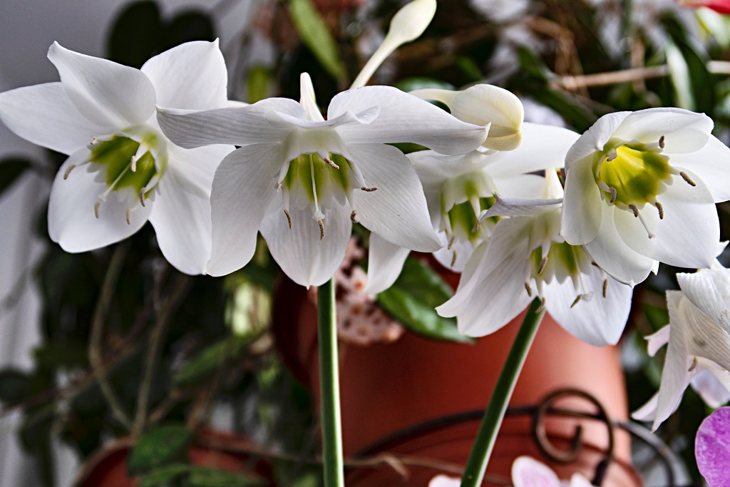 Kvitne niekoľko mesiacov a nádherne vonia. Euharis (amazonská ľalia) – pestovanie v črepníku