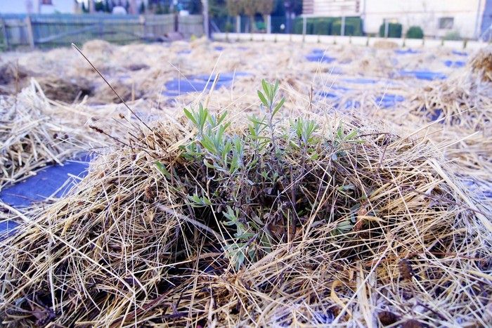 Je to najlepší spôsob, ako prezimovať levanduľu. Chráni ju pred mrazom a navyše posilňuje rastlinu.