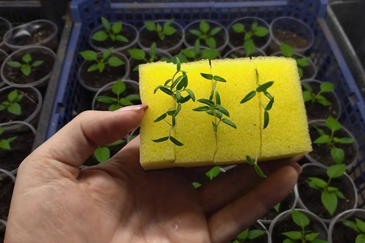 Ako vypestovať potus pomocou kuchynskej špongie: jednoduchý trik na ozdobenie vášho domova