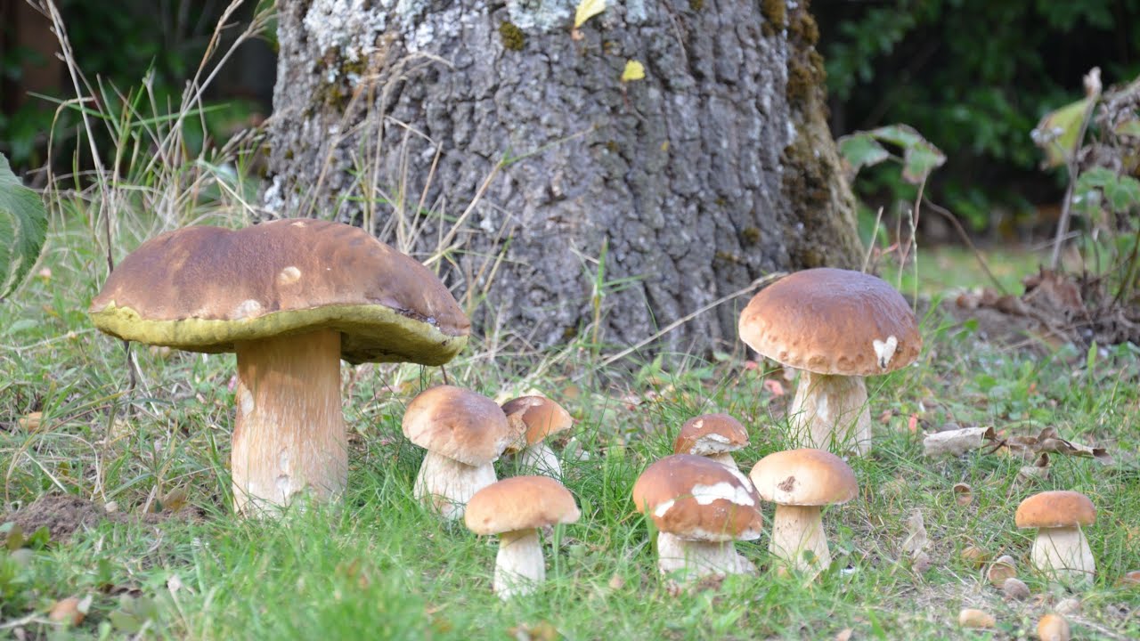 Nemusíte chodiť do lesa. Tieto huby môžete pestovať vo vlastnej záhrade