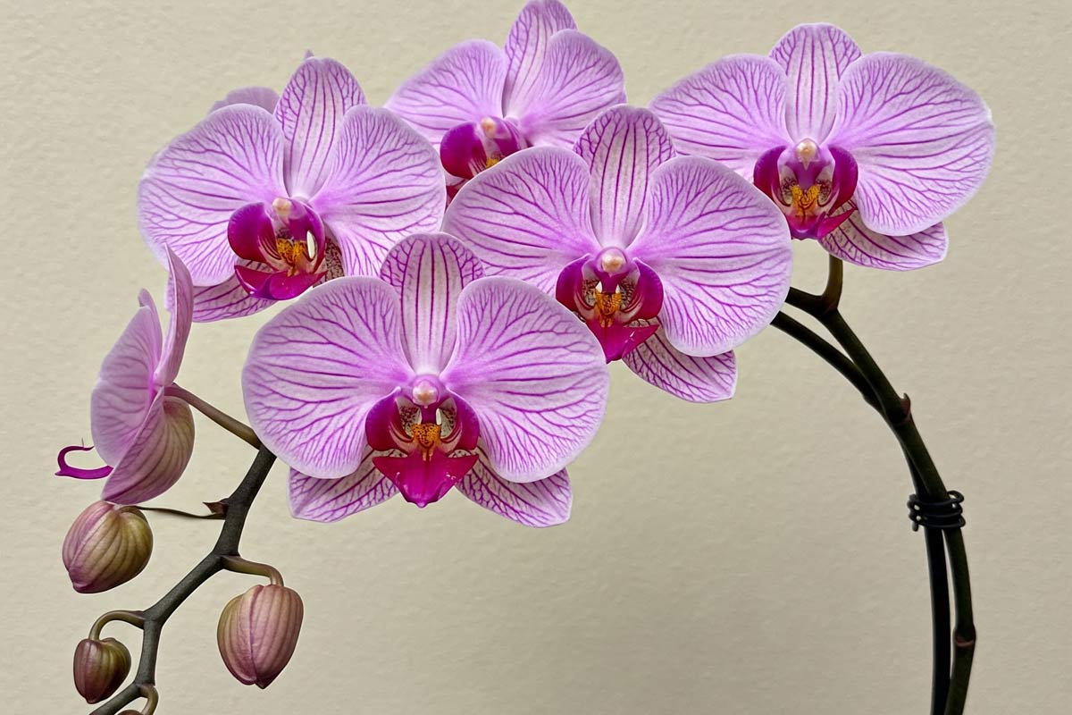 „Keď si kupujete orchideu, nikto vám nepovie, že je potrebné odstrániť opory.“