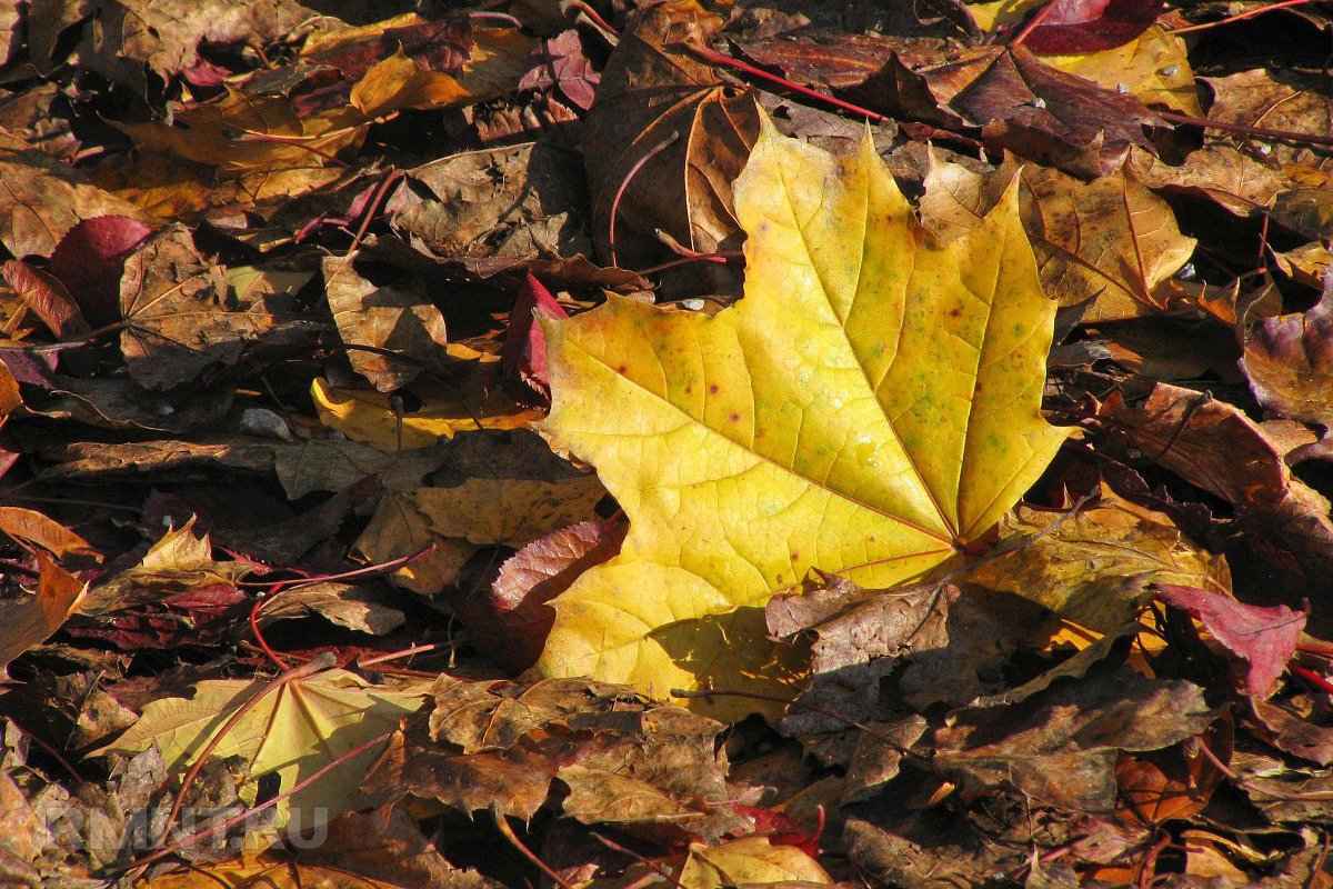 Japonský spôsob likvidácie opadaného lístia na jeseň. Vďaka nemu záhrada kvitne celý rok