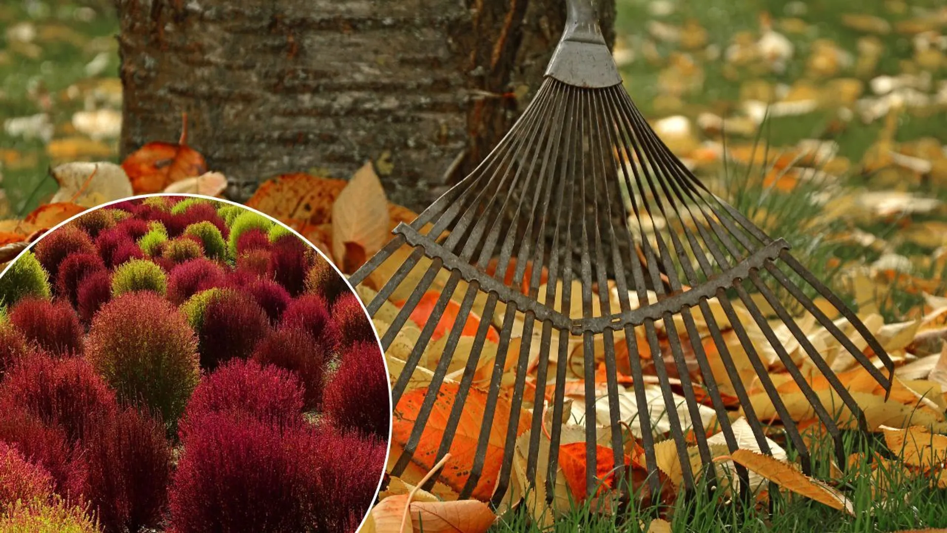 Zabudnite na výsadbu vresu. „Horiaca tráva“ – hit jesenných záhrad