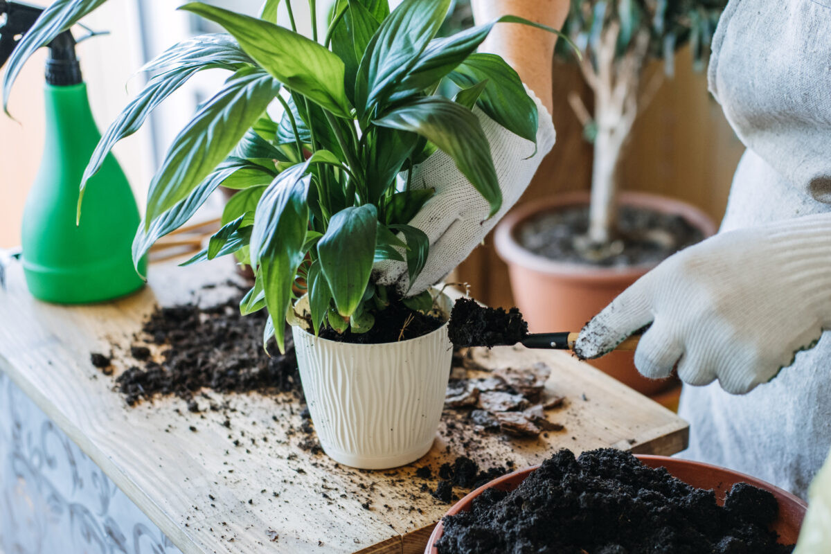 Je možné presádzať rastliny na jeseň?