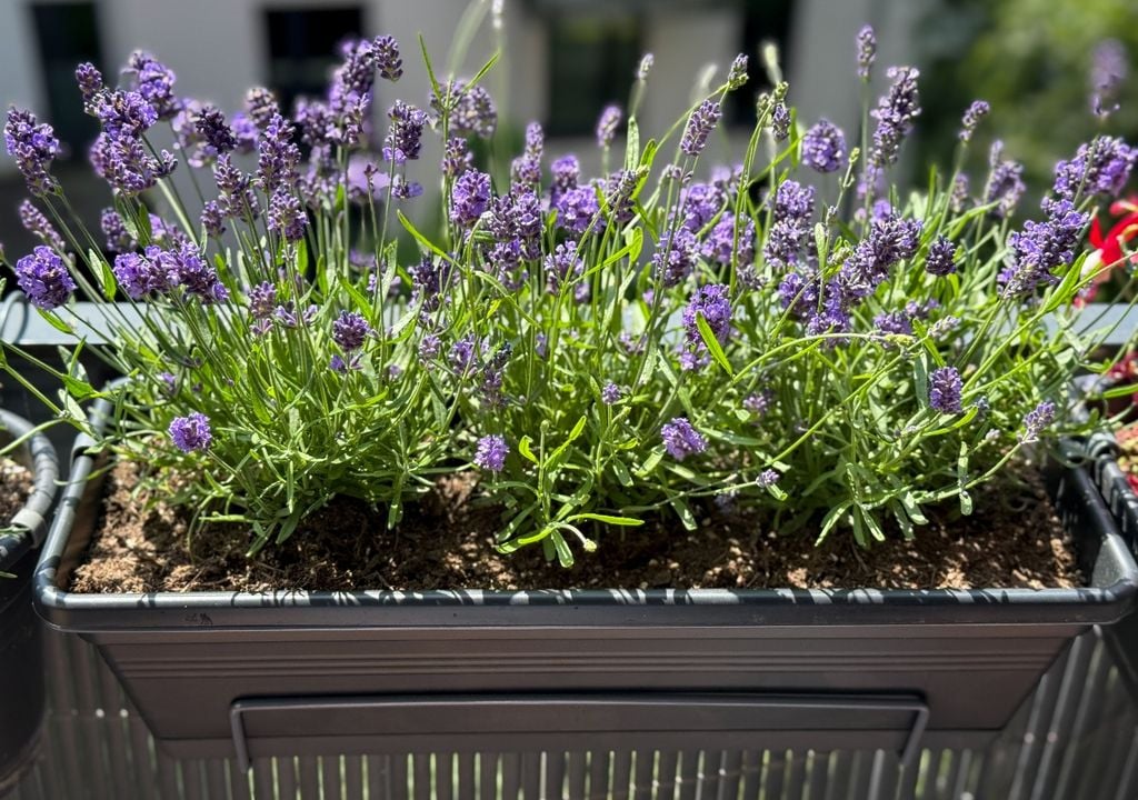 Čo treba urobiť, aby vaša levanduľa rástla silná, jasná a voňavá