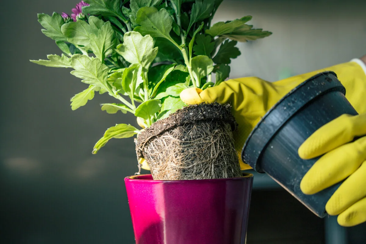 Ako vypestovať vďačnú viacročnú chryzantému