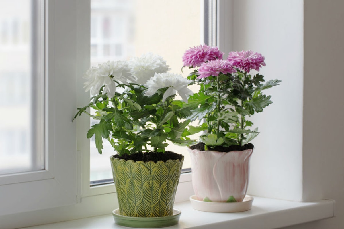 Ako vypestovať vďačnú viacročnú chryzantému