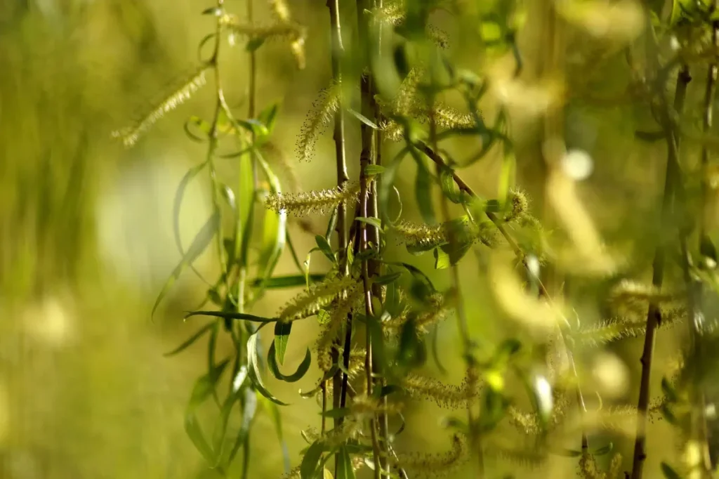Teraz je najvhodnejší čas na prerezávanie týchto troch stromov, aby sa posilnila ich štruktúra pred zimou