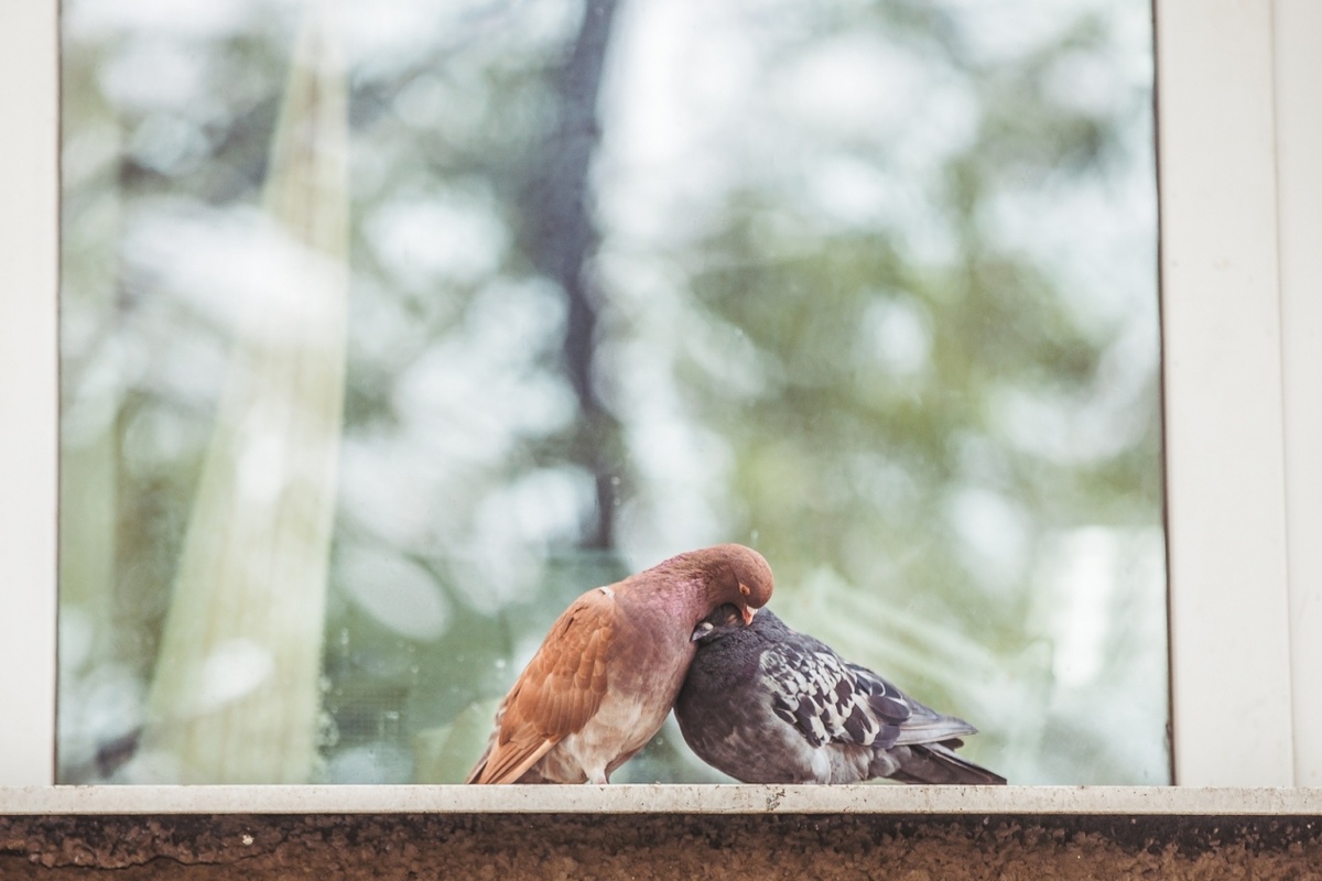 Milióny vtákov hynú kvôli skleneným alebo zrkadlovým oknám