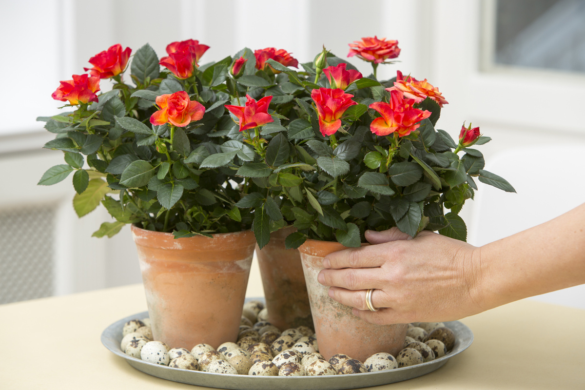 Ako dosiahnuť, aby ruže kvitli celý rok? Tu je tajomstvo záhradníka