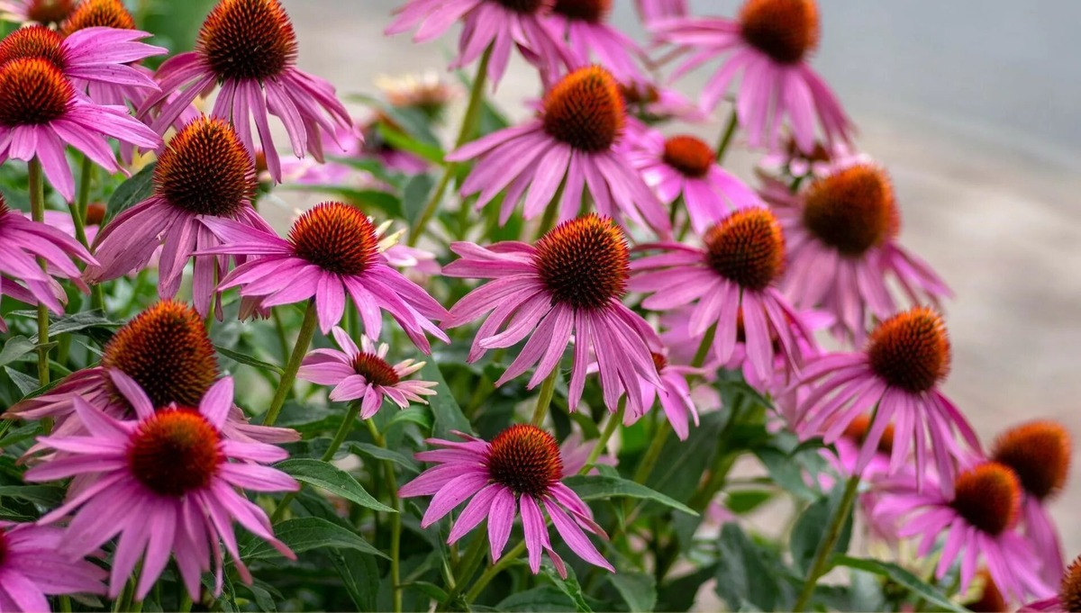 8 kvetín, ktoré môžete vysadiť v novembri, aby ste si v zime a na jar mohli vychutnať ich žiarivé farby