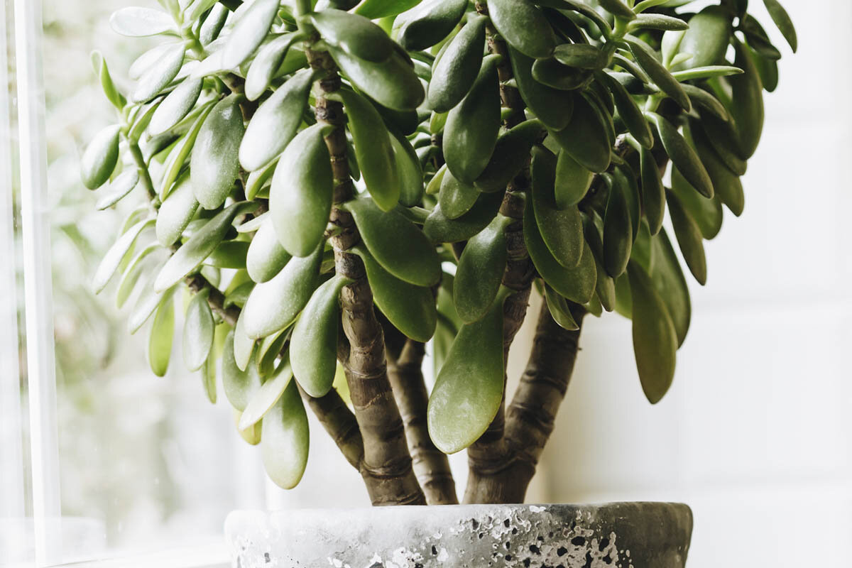 Ako polievať nefritové drevo na jar