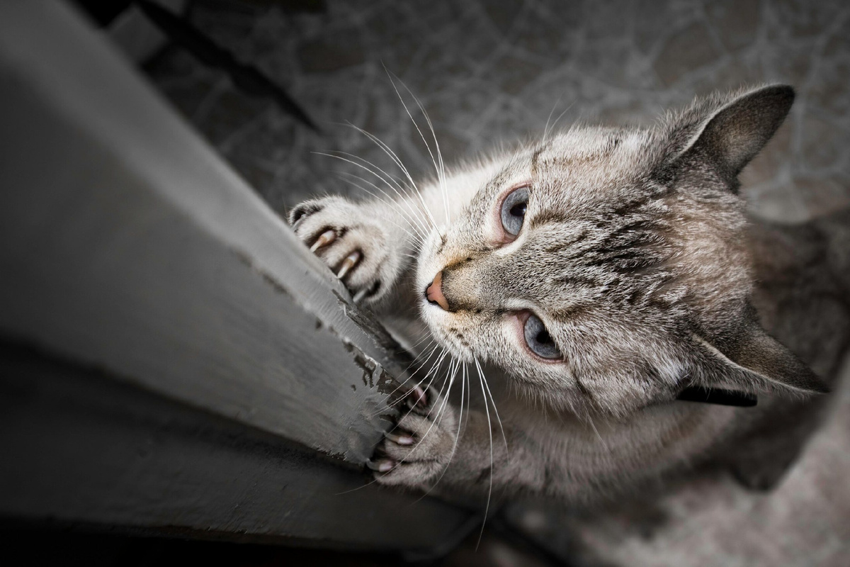 Čo znamená, keď vaša mačka škrabe nábytok